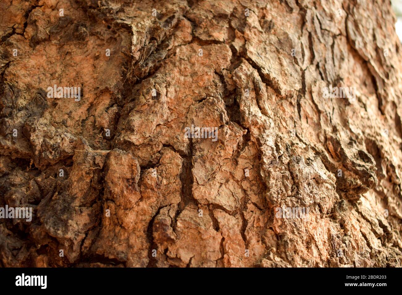 Dry Tree Branch Textured Close-up background Macro Stock Photography Image Stock Photo
