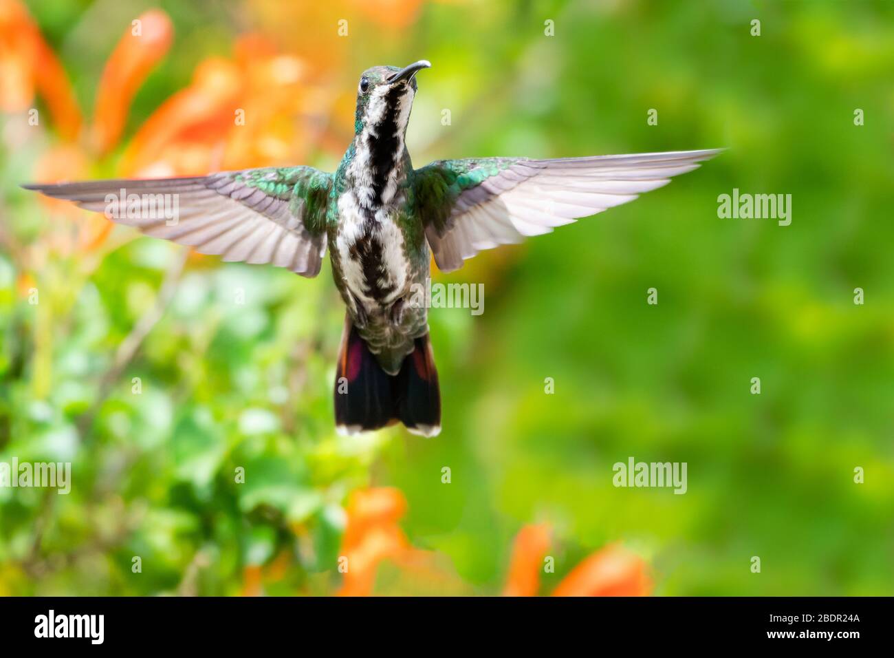 A female Black-throated Mango hummingbird hovering in a tropical garden with flowers and foliage blurred in the background. Stock Photo