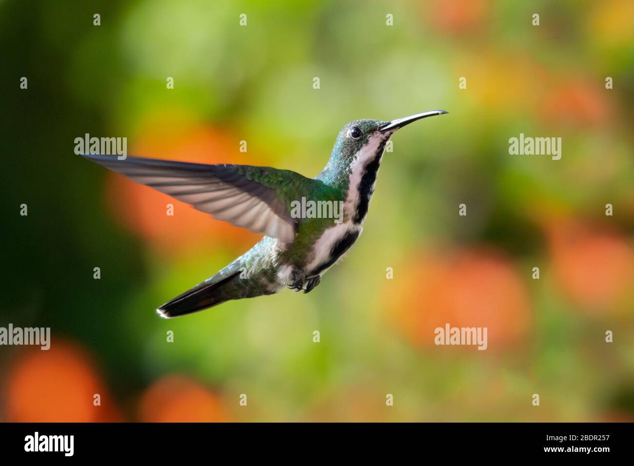 A female Black-throated Mango hummingbird hovering in a tropical garden with flowers and foliage blurred in the background. Stock Photo