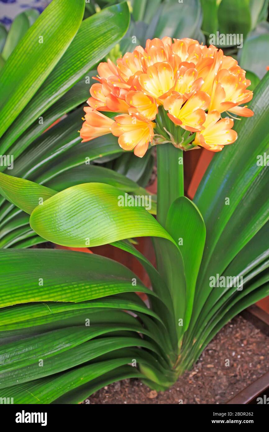 closeup of kaffir lily, a kind of beautiful flowers Stock Photo