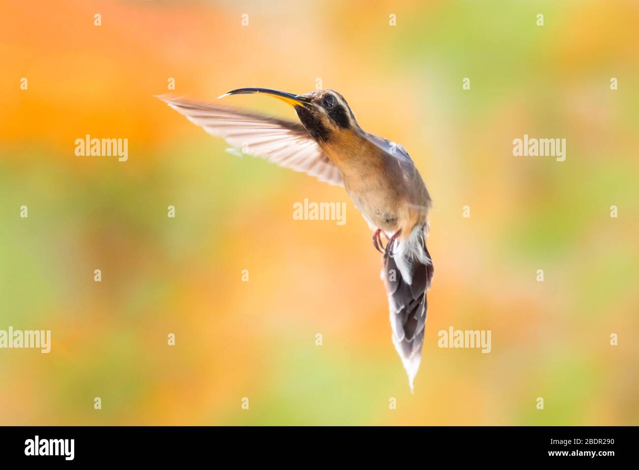 A Little Hermit hummingbird hovering on a bright sunlit day with orange blurred flowers in the background. Stock Photo