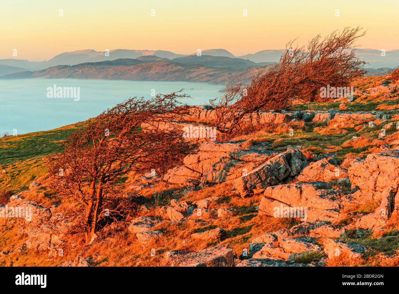 Hawthorn trees and limestone outcrops above cloud inversion on Hampsfell, Cumbria, view to eastern fells of the Lake District Stock Photo