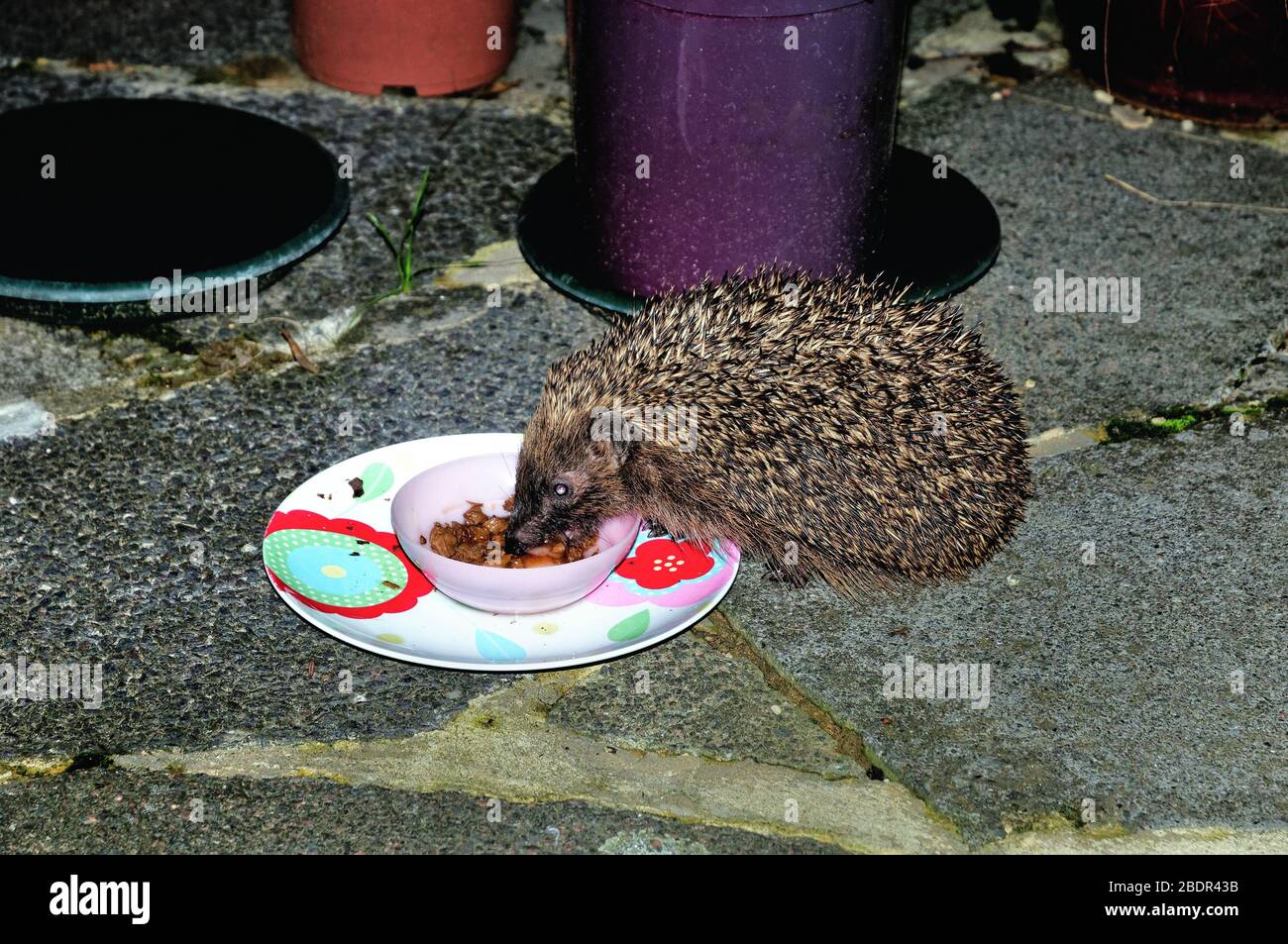 A common British hedgehog, erinaceus europaeus, scavenging a cat food bowl at night on a patio, Surrey UK Stock Photo