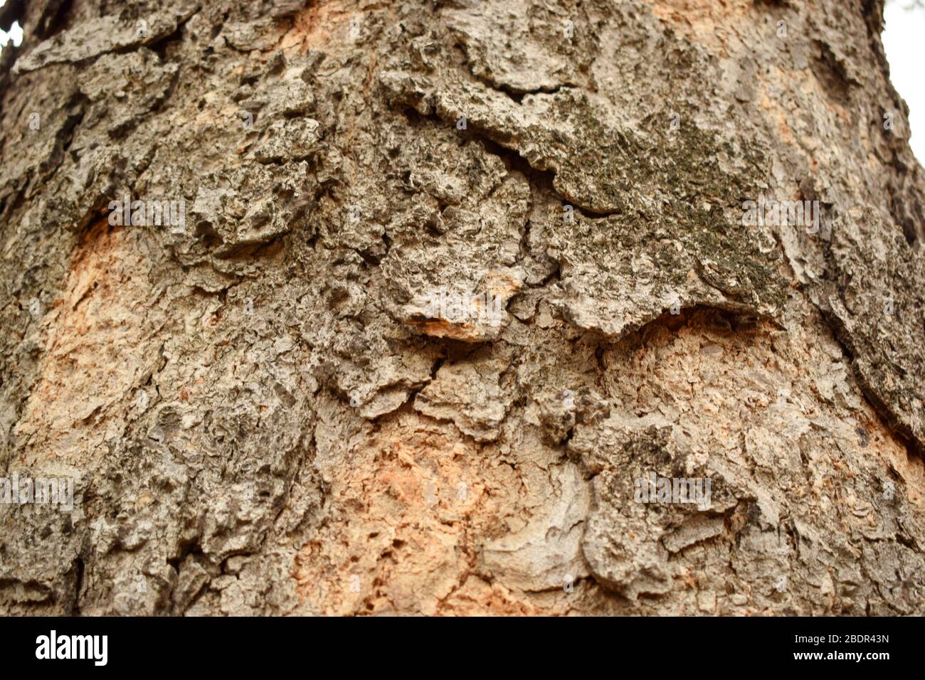 Tree Bark Texture/Pattern  close-up Background Macro Stock Photography Image Stock Photo