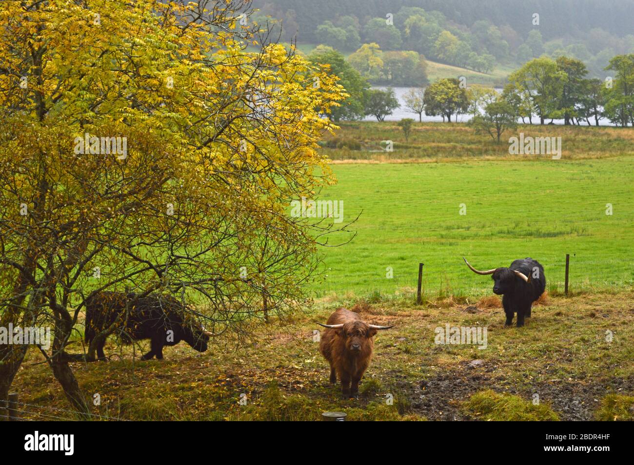 Scottish highland cows in the glens of Loch Voil, Balquhidder, Stirling