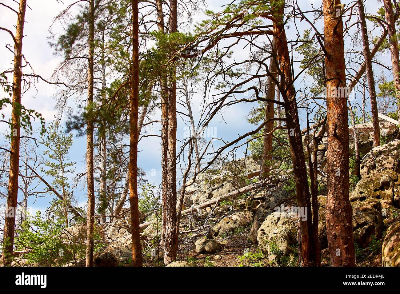 Large Rocks Forest Large rocks in the pine forest. National park Stock Photo - Alamy