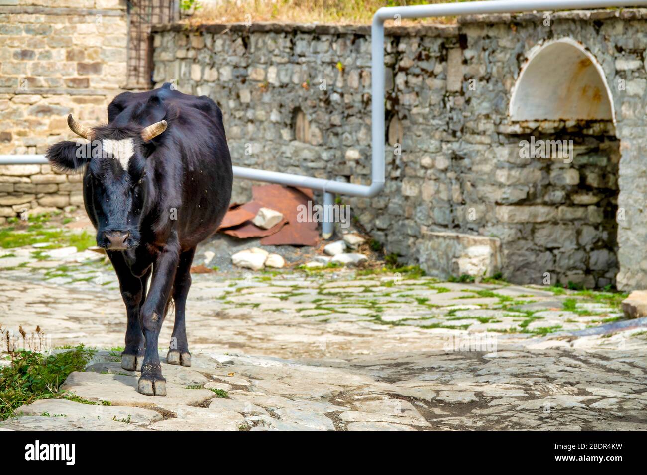 Brown Caucasian cow (bos taurus)  in a traditional stone paved alley in Lahij, Azerbaijan Stock Photo