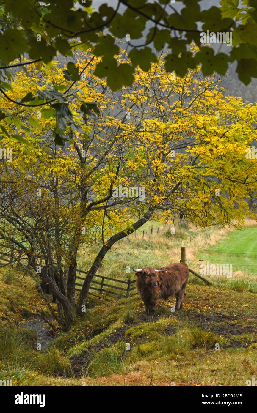 Scottish highland cows in the glens of Loch Voil, Balquhidder, Stirling