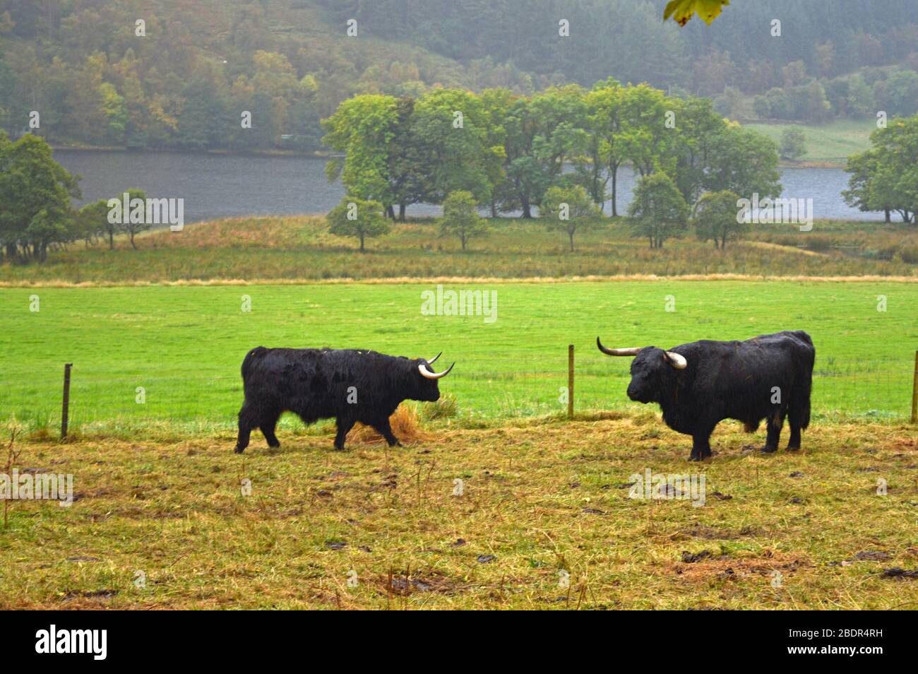 Scottish highland cows in the glens of Loch Voil, Balquhidder, Stirling