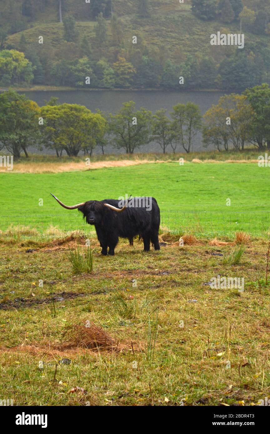 Scottish highland cows in the glens of Loch Voil, Balquhidder, Stirling
