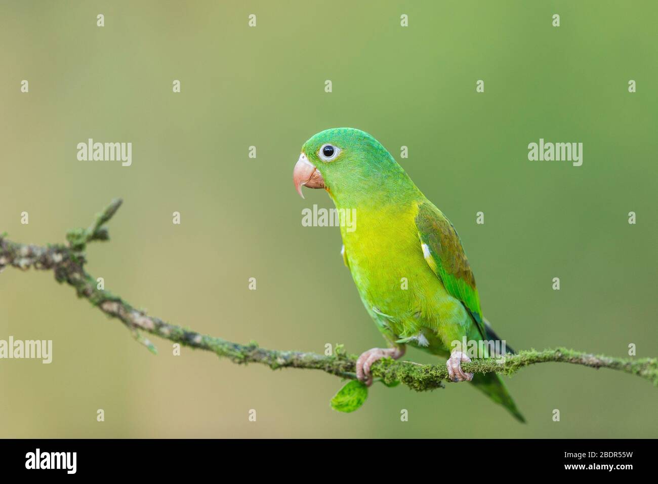 Orange-chinned Parakeet (Brotogeris jugularis) Costa Rica Stock Photo