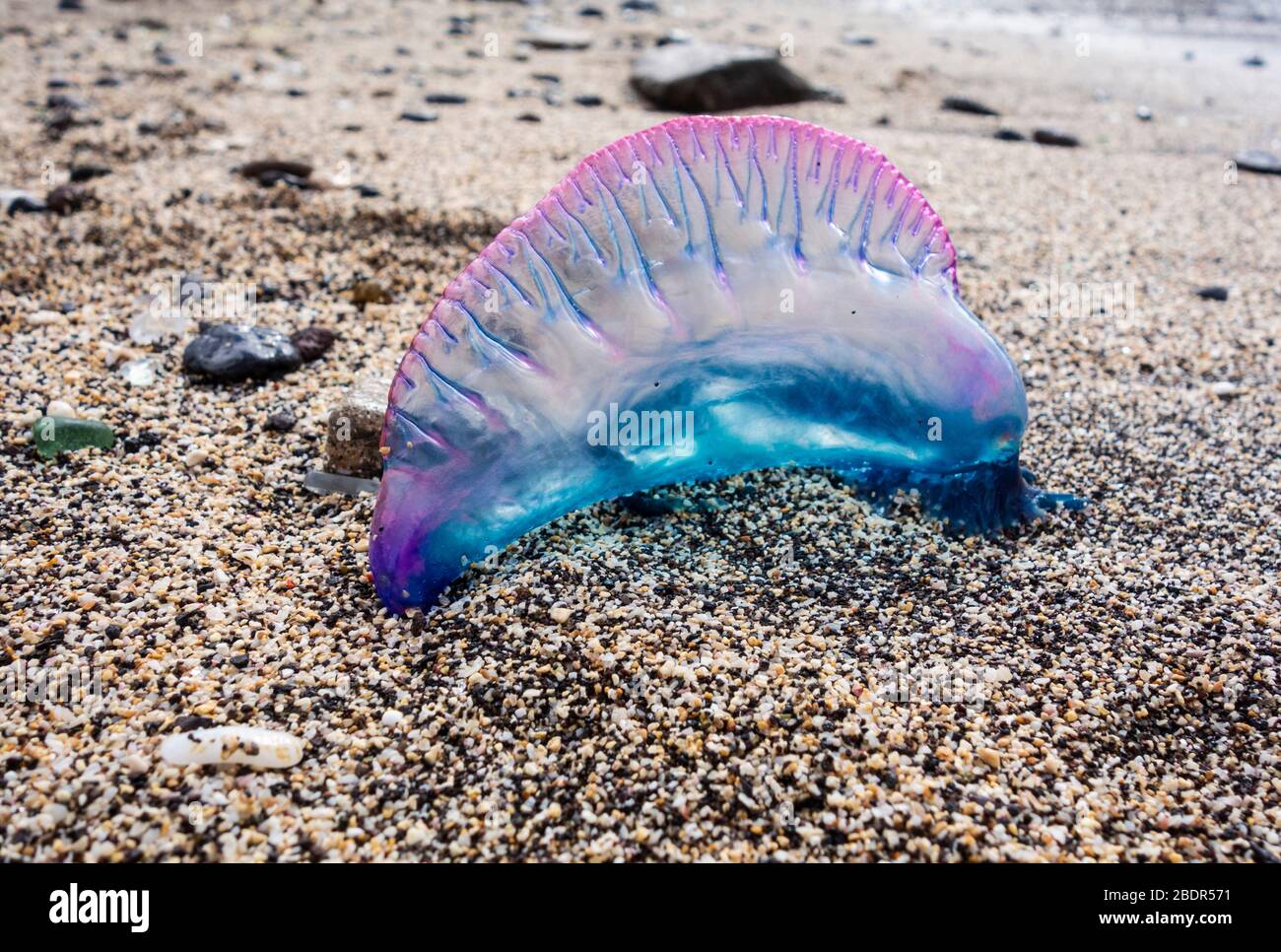 Jellyfish on beach in Spain Stock Photo
