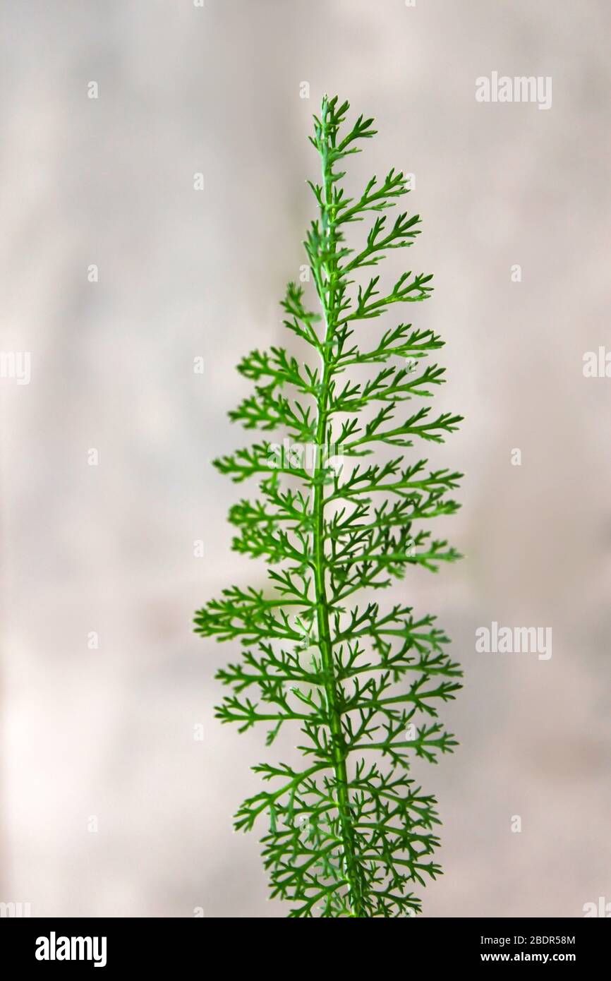Yarrow Achillea millefolium leaf close up on multycolored natural blurred background. Stock Photo