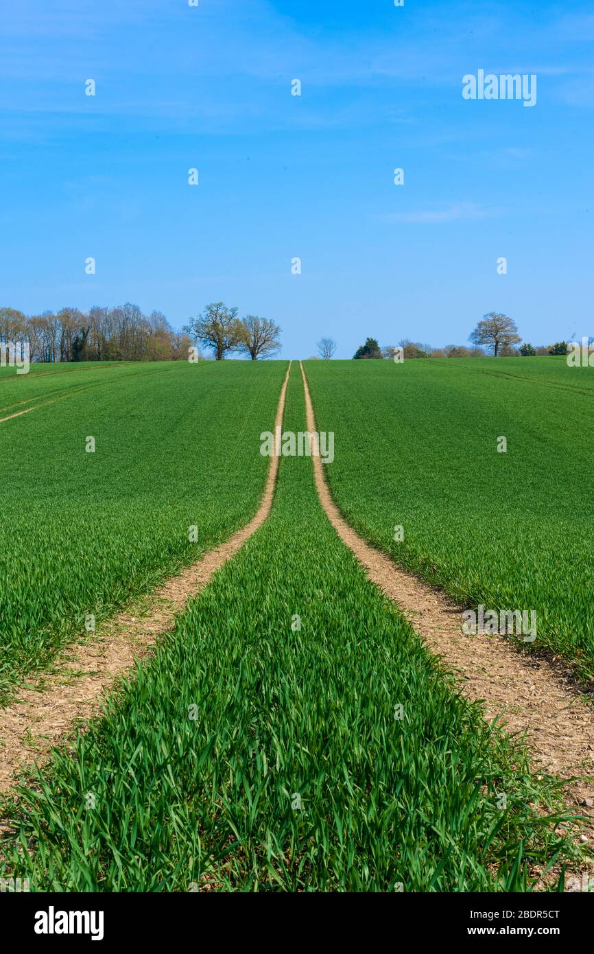 Tractor marks left in a field of newly sown crops (portrait format). Perry Green, Much Hadham, Hertfordshire. UK Stock Photo
