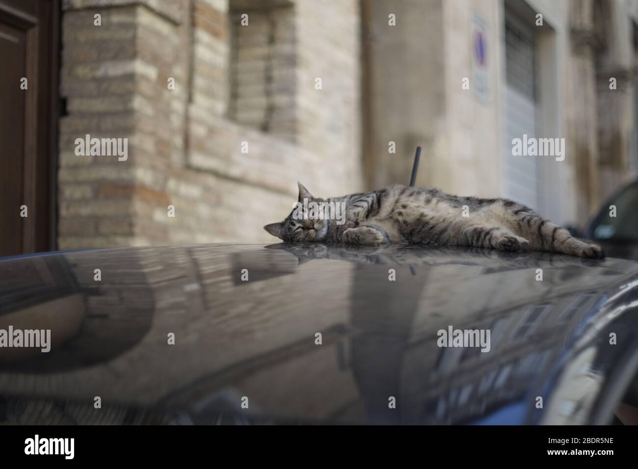 Cat sleeping on a car outdoor Stock Photo