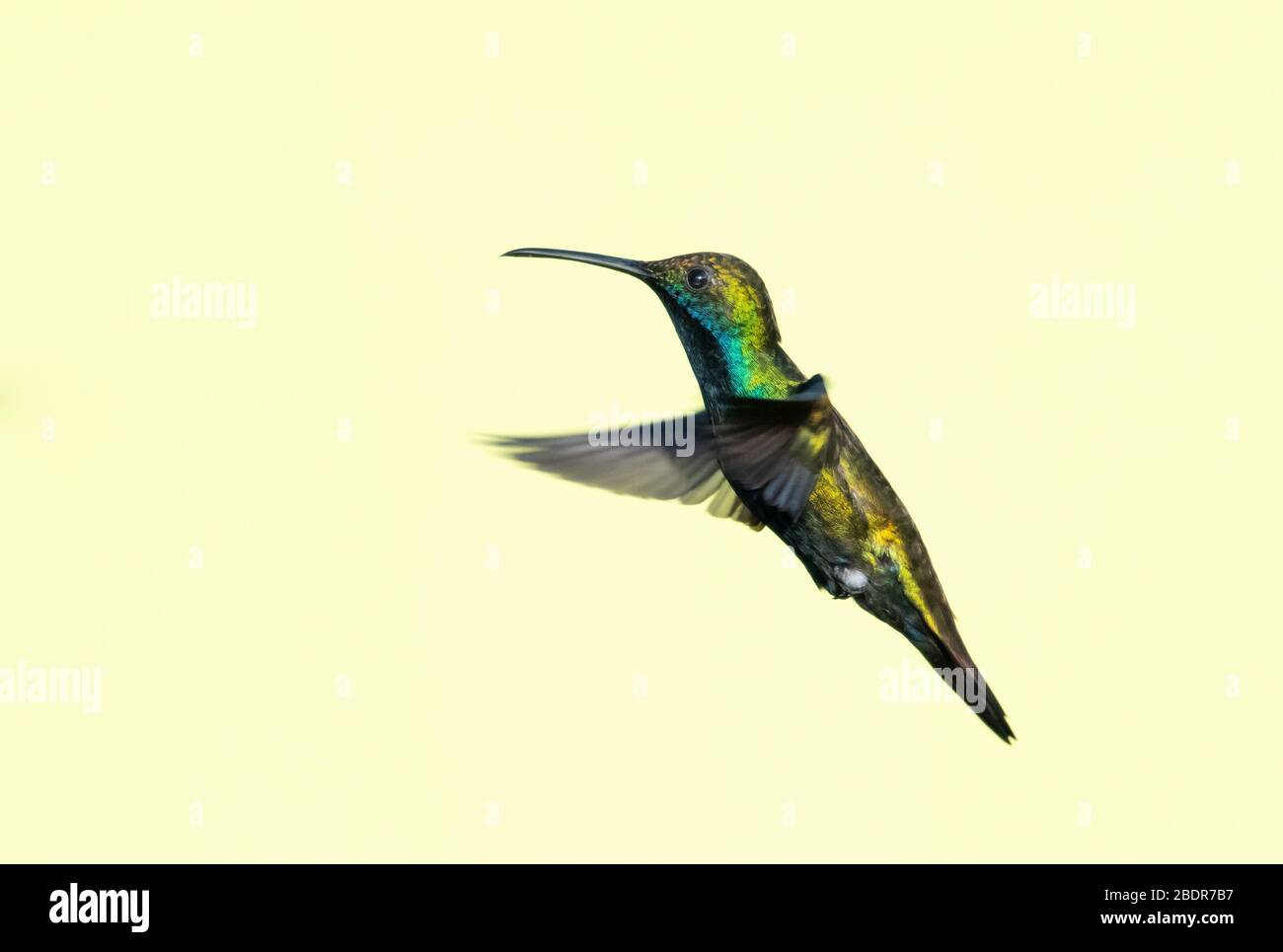 A Black-throated Mango hummingbird hovering in the air with a blurred background. Stock Photo