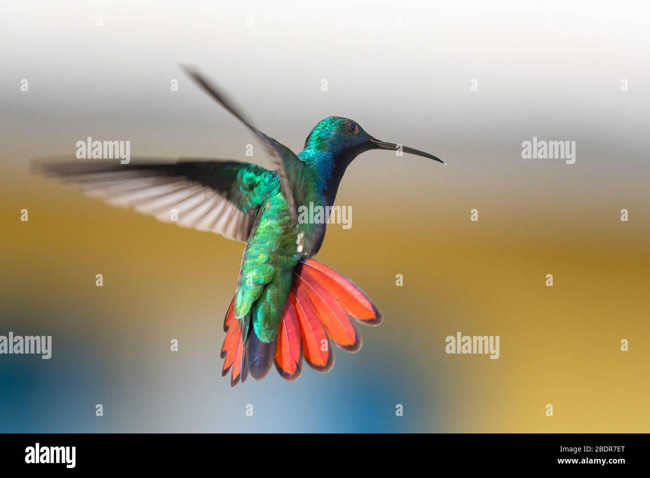 A Black-throated Mango hummingbird hovering in the air with a blurred background. Stock Photo