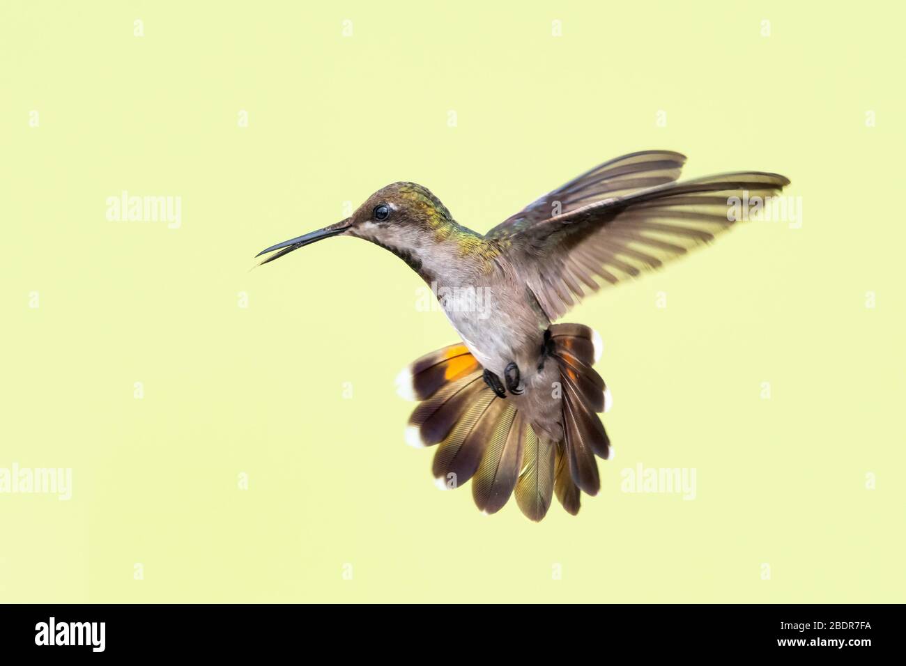 A female Ruby Topaz (Chrysolampis mosquitus) hummingbird hovering in the air with a plain background. Stock Photo