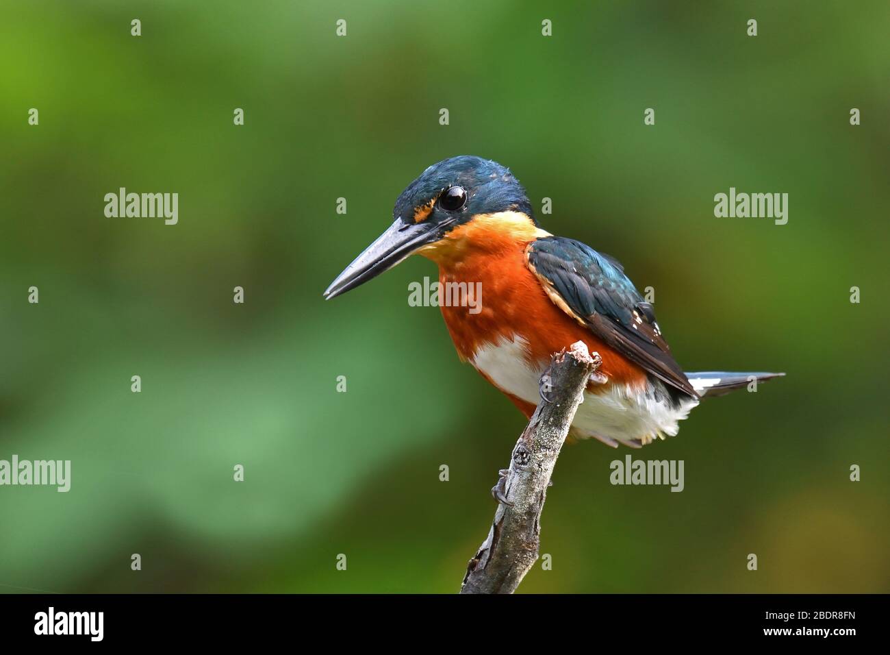 American Pygmy Kingfisher in a Costa Rica river Stock Photo