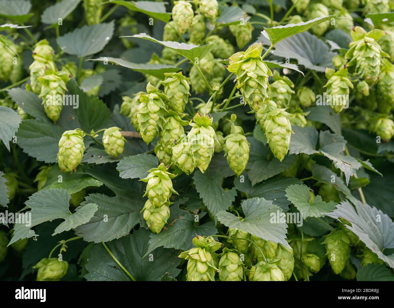 Green hop cones on a hops plant used for brewing beer harvest ready