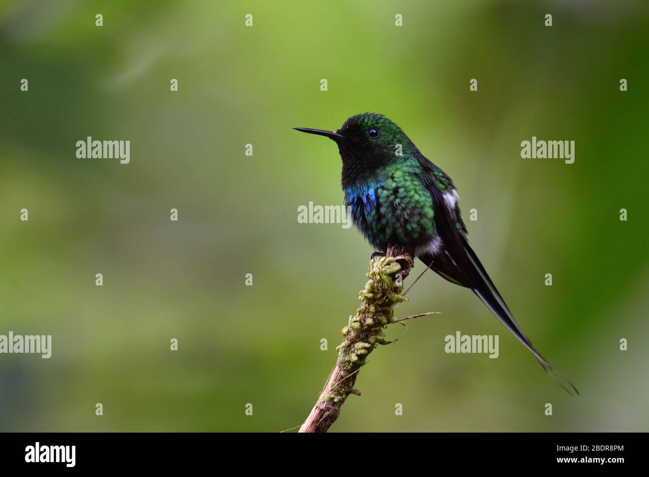 Green Thorntail in Costa Rica clouds forest Stock Photo