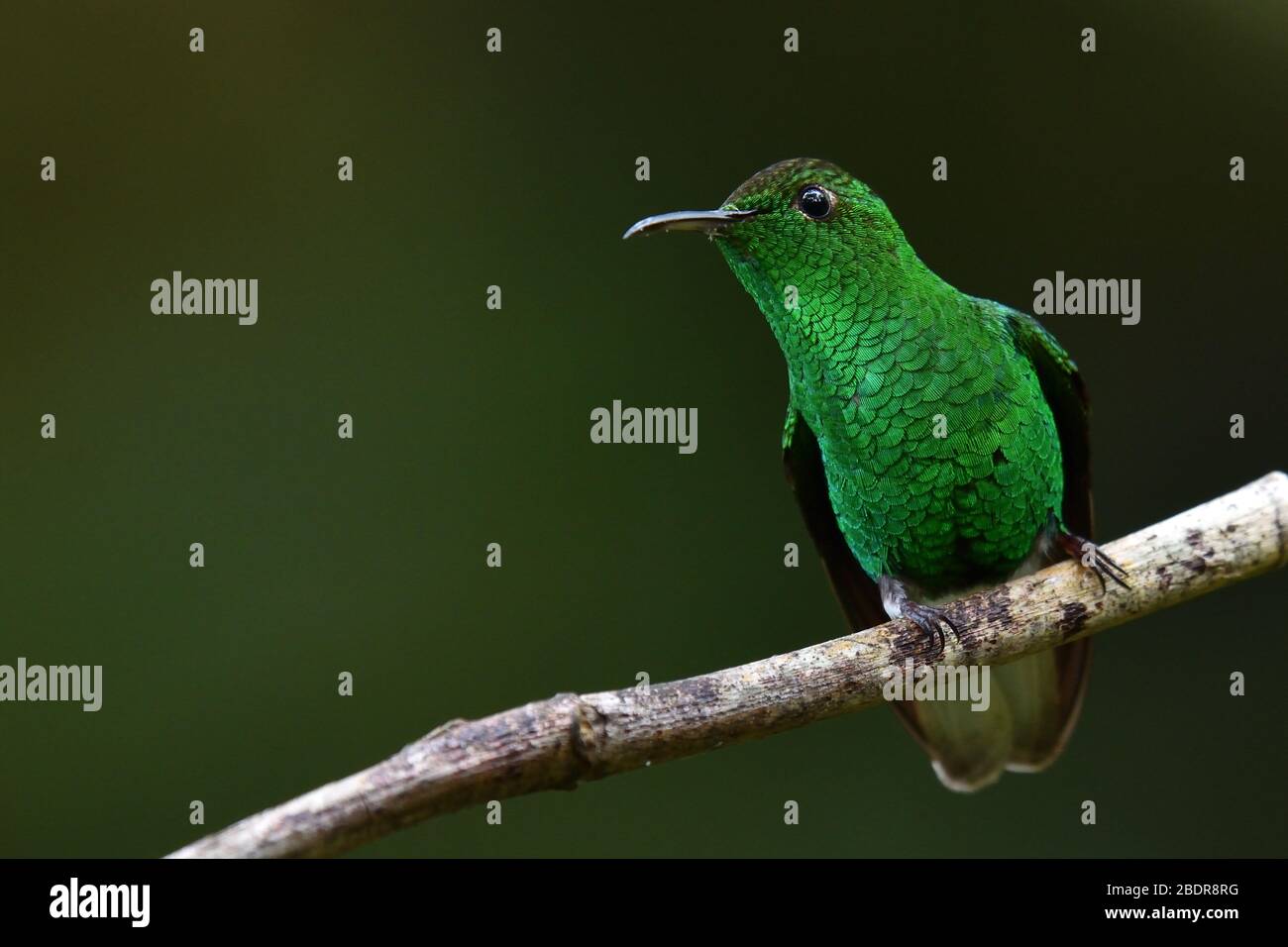 Stripe-tailed Hummingbird in Costa Rica cloud forest Stock Photo