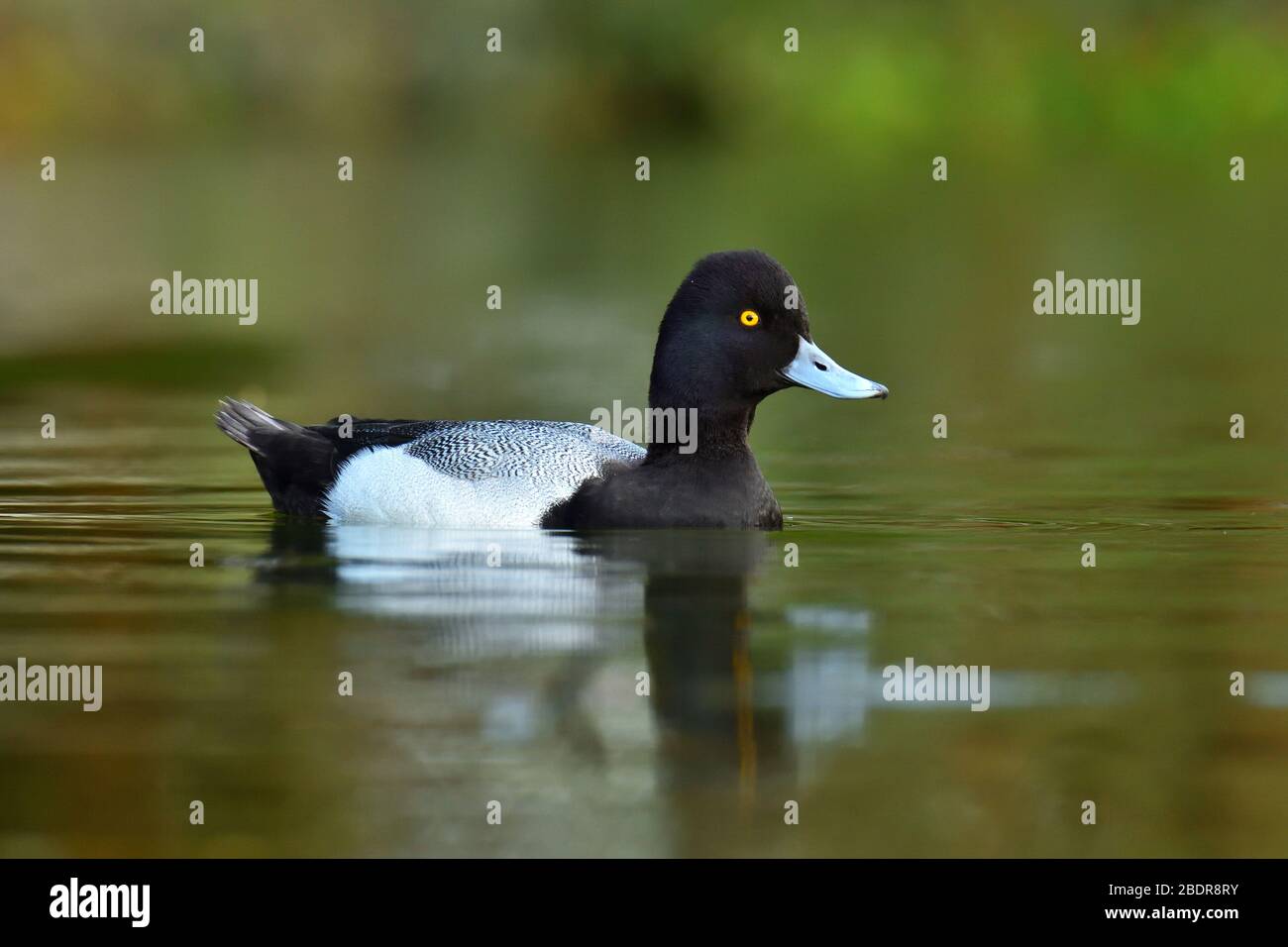 Lesser Scaup is an North American diving duck Stock Photo