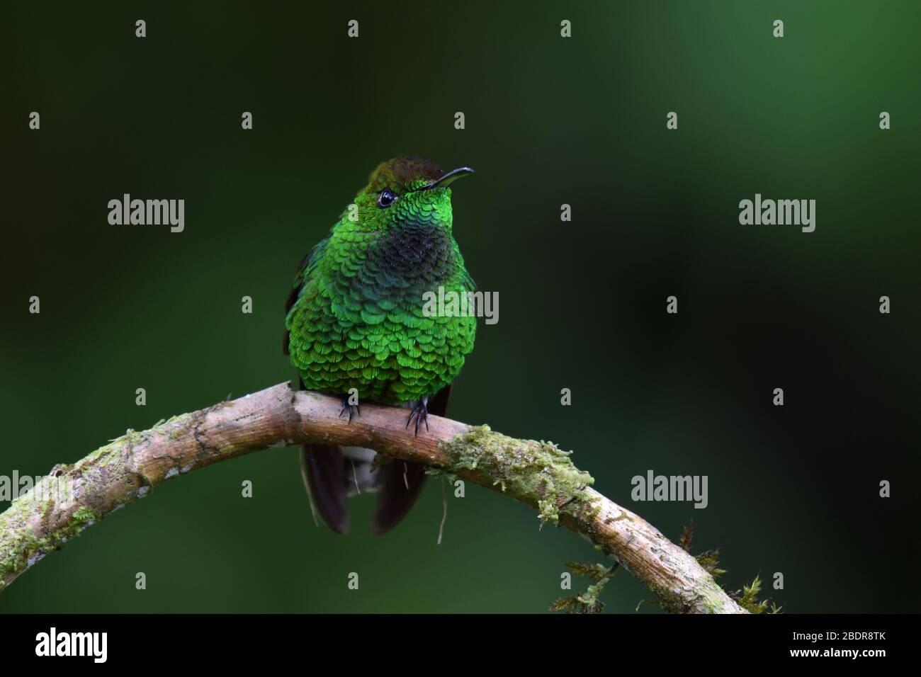 Stripe-tailed Hummingbird in Costa Rica cloud forest Stock Photo