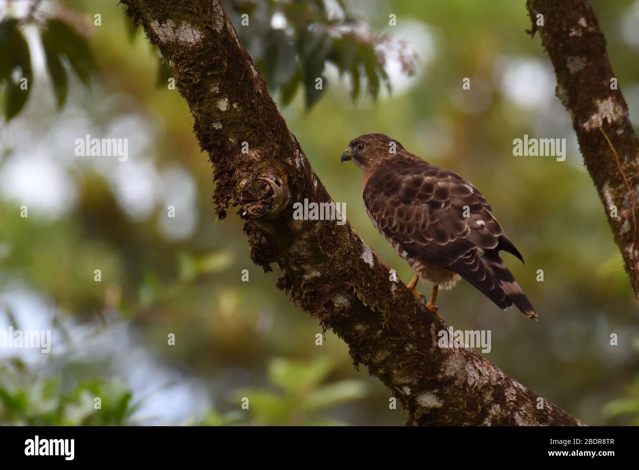 Broad-winged Hawk in Costa Rica rainforest Stock Photo
