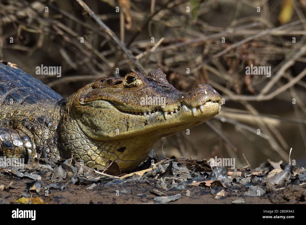 Spectacled Caiman in Costa Rican swamps Stock Photo