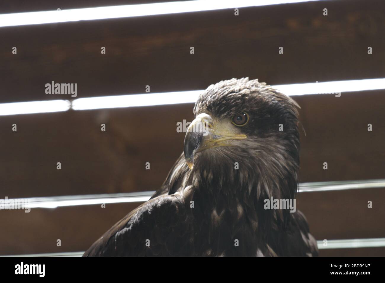 Potrait of Hawk watching Stock Photo Alamy