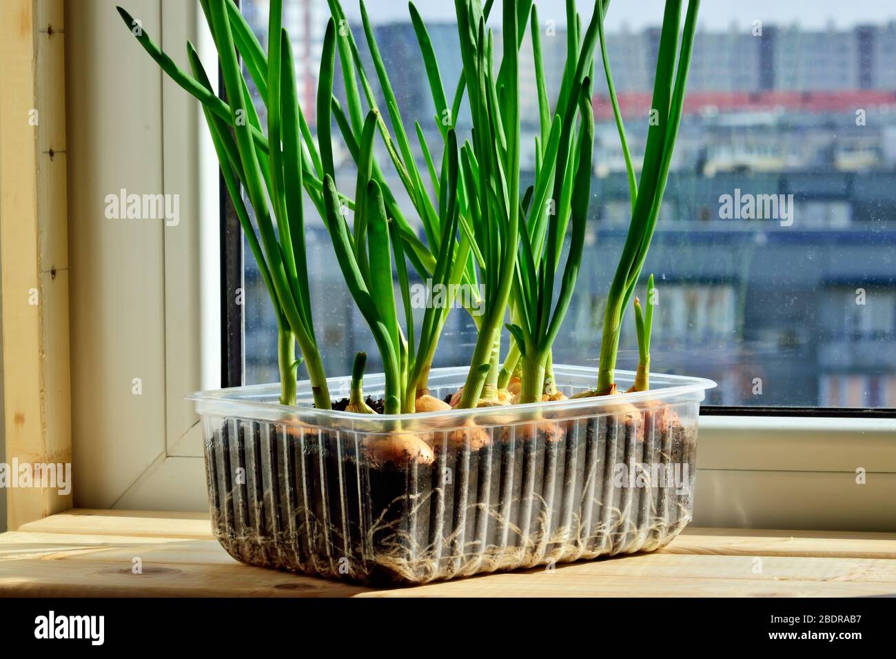 Green onions grow on the windowsill in a plastic pot Stock Photo Alamy