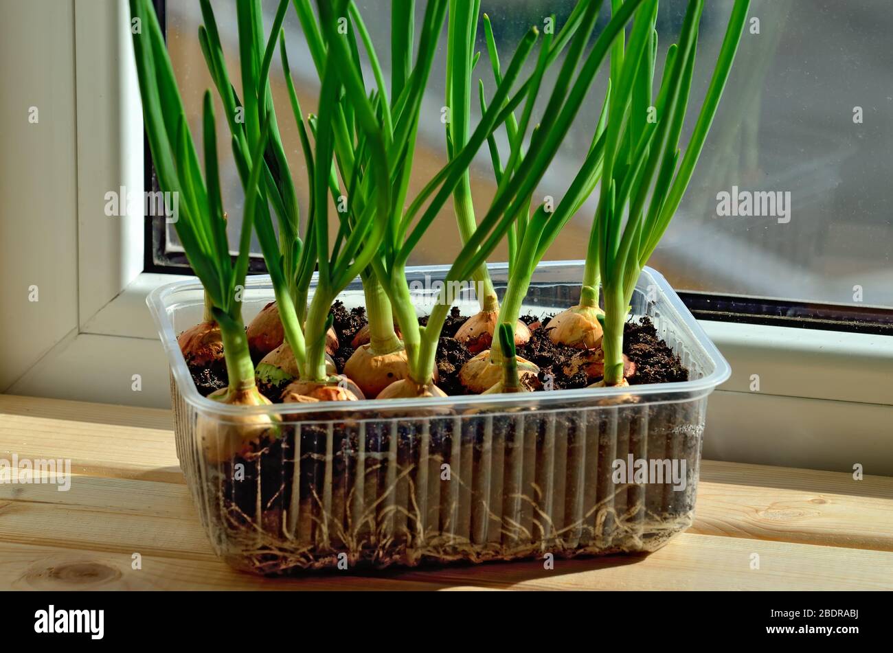 Green onions grow on the windowsill in a plastic pot Stock Photo Alamy