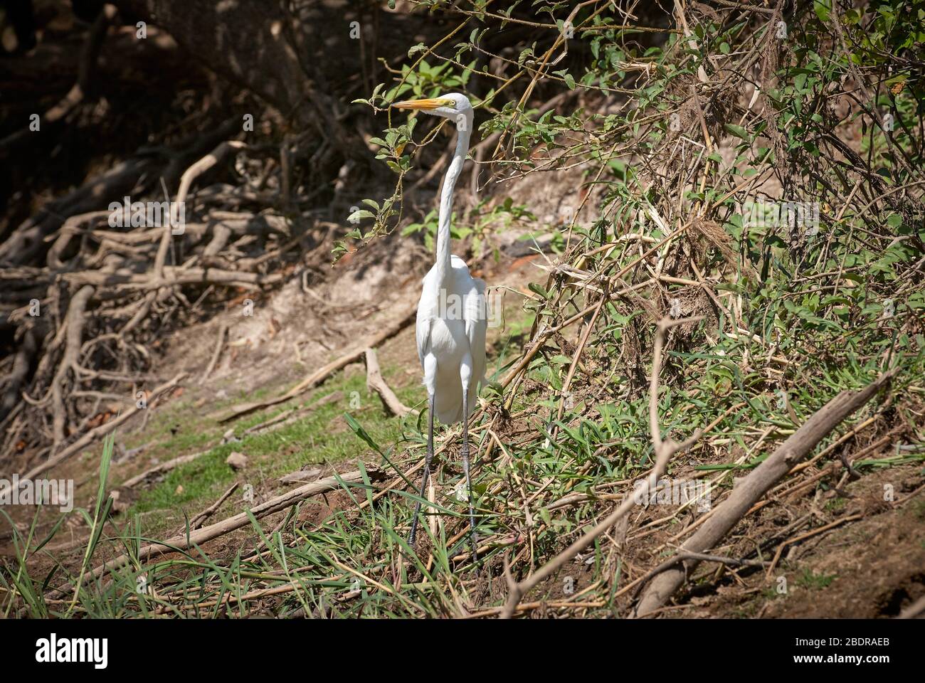 Great Egret, white heron, Casmerodius albus, LOS LLANOS, Venezuela, South America, America Stock Photo