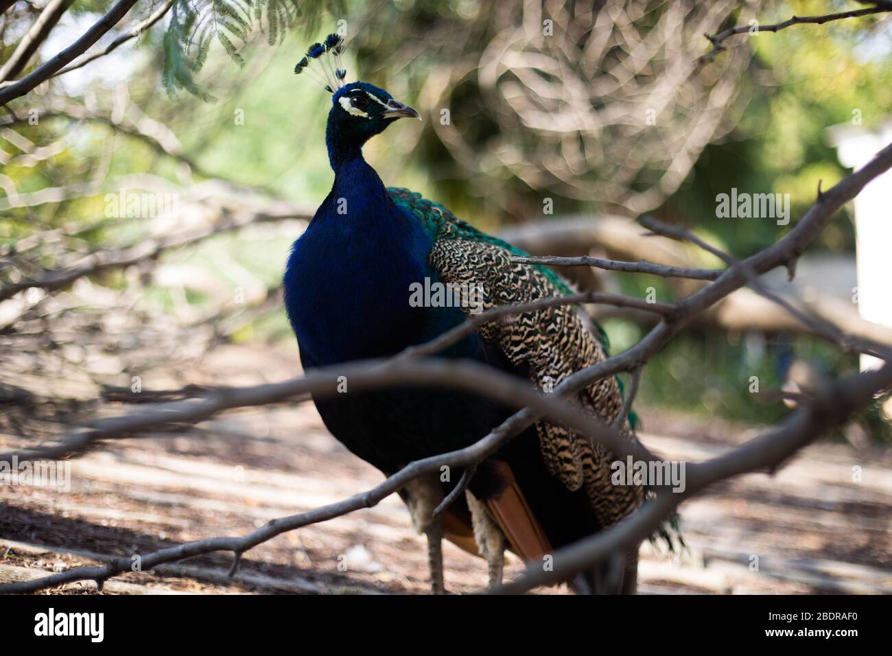 Portrait of beautiful peacock with feathers out Stock Photo