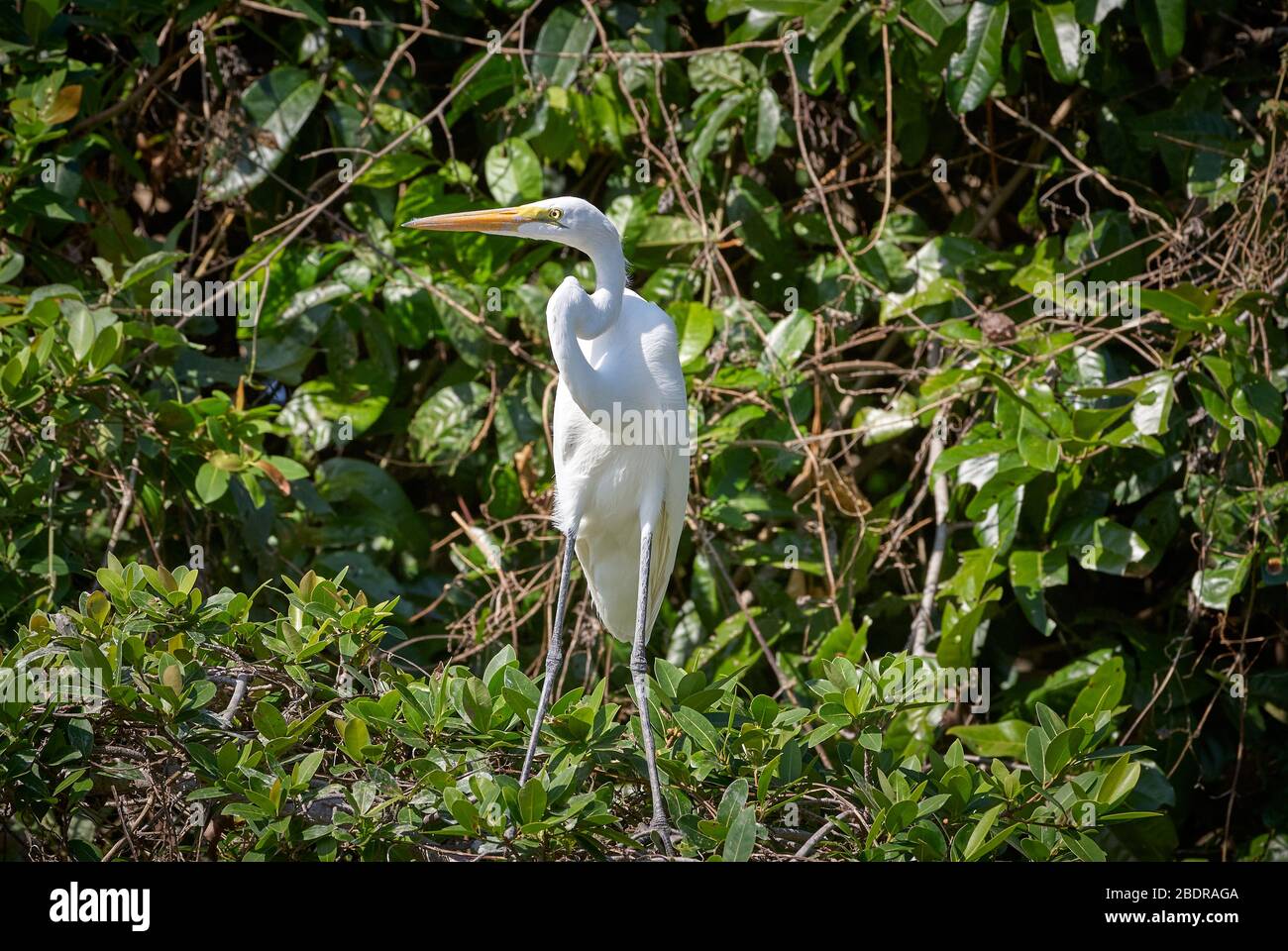 Great Egret, white heron, Casmerodius albus, LOS LLANOS, Venezuela, South America, America Stock Photo