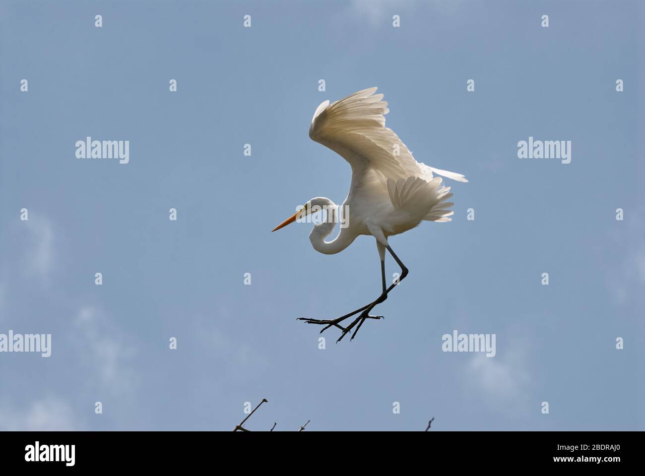 flying Great Egret, white heron, Casmerodius albus, LOS LLANOS, Venezuela, South America, America Stock Photo