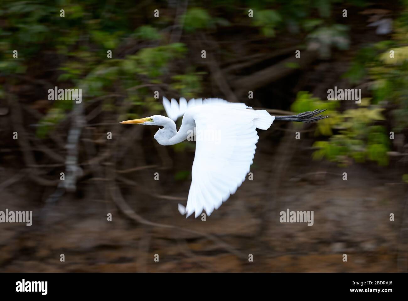 flying Great Egret, white heron, Casmerodius albus, LOS LLANOS, Venezuela, South America, America Stock Photo