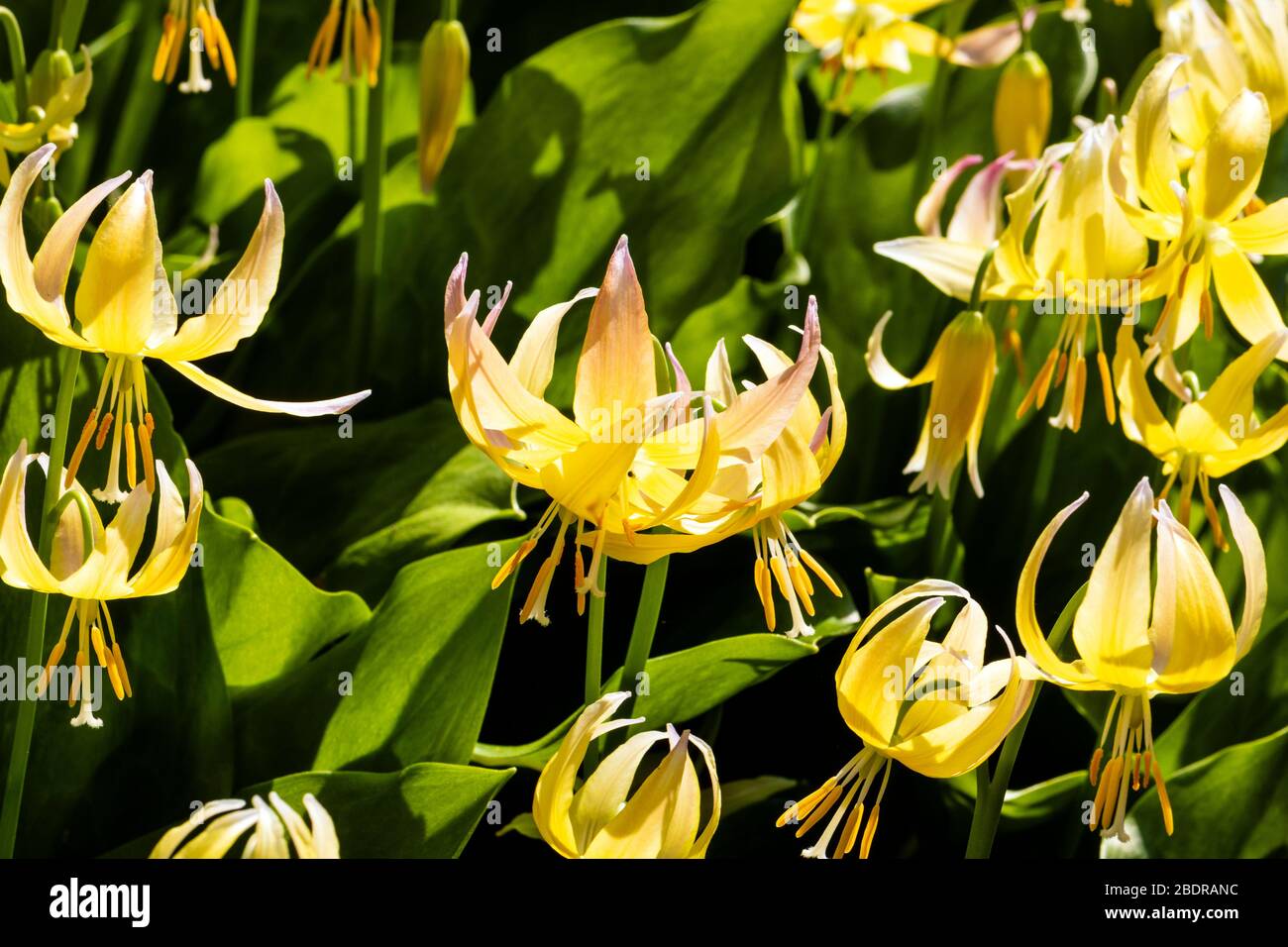Erythronium Joanna flowers. Trout lily garden hybrid cultivar, UK. Stock Photo