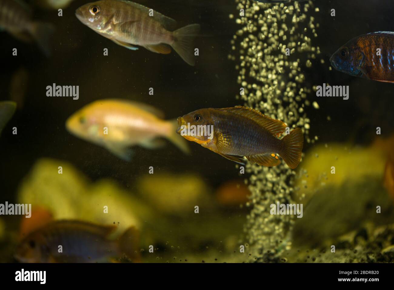 Colorful mbuna malawi cichlids swimming in aquarium Stock Photo