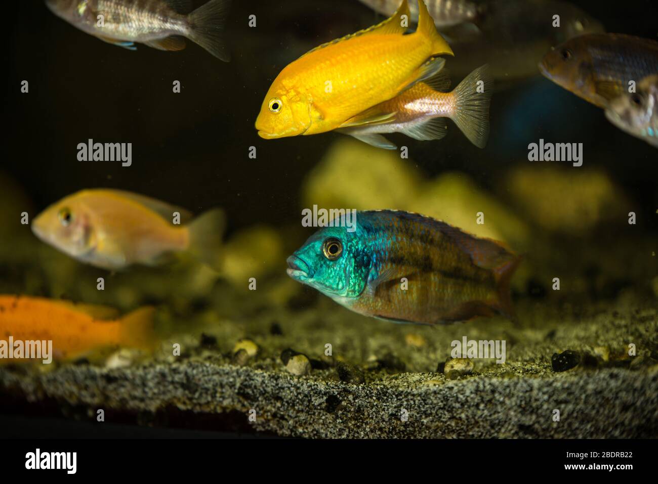 Mbuna african fishes cichlids  swimming in aquarium Stock Photo