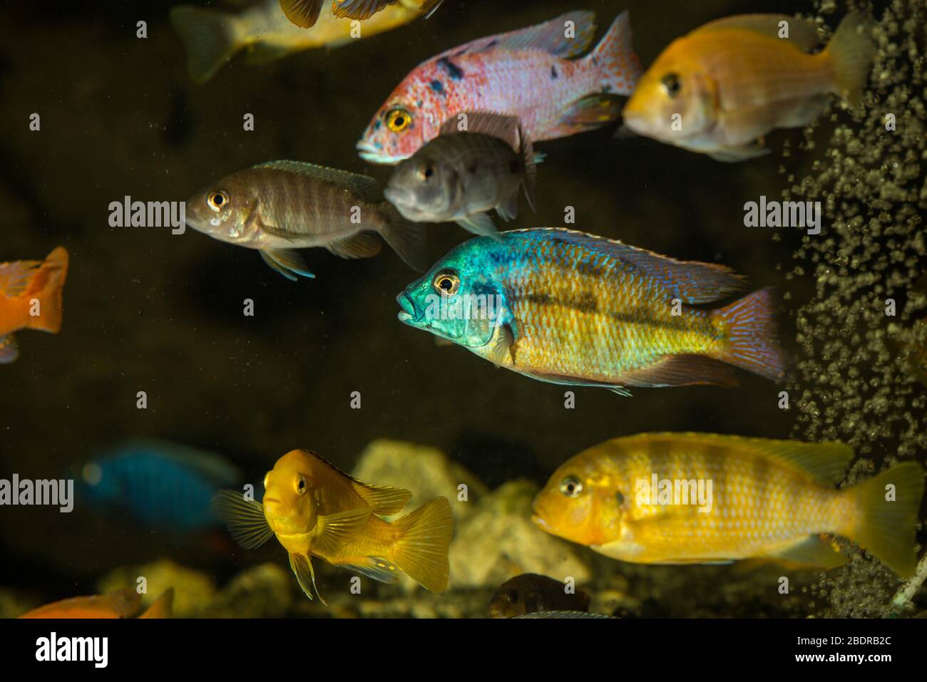 Protomelas male swimming in aquarium with other mbuna african cichlids Stock Photo