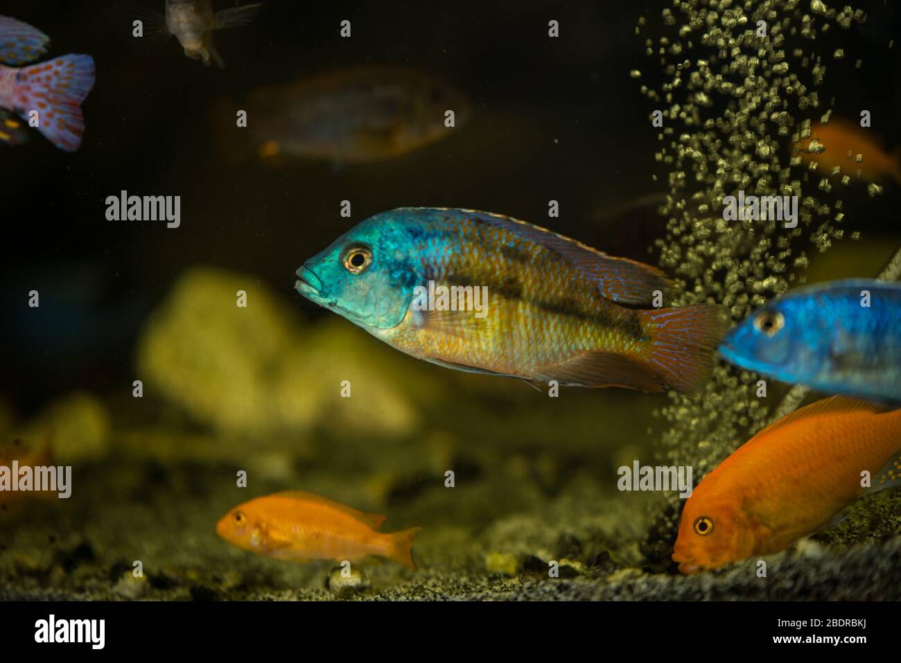 Protomelas male in aquarium swiiming with other african cichlids Stock Photo