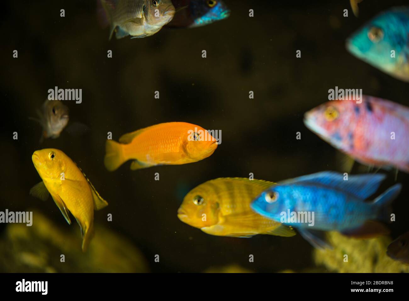 African colorful cichlids swimming in aquarium Stock Photo