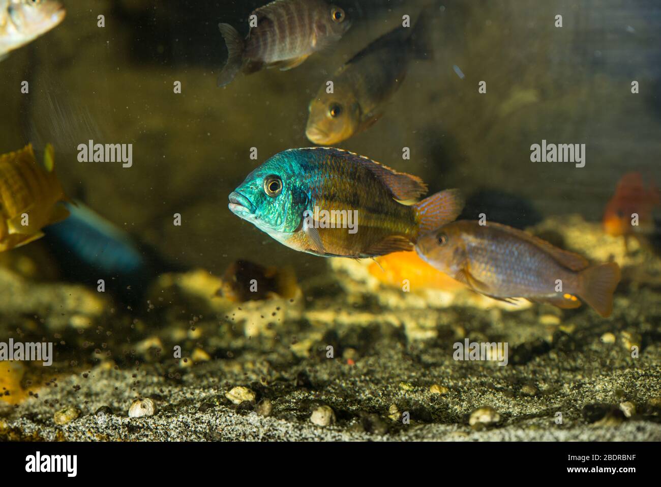 Colorful protomelas male swimming in aquarium with other  african cichlids Stock Photo