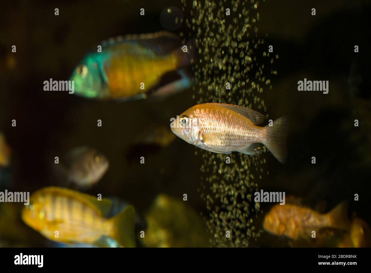 African cichlids swimming in aquarium with bubbles Stock Photo