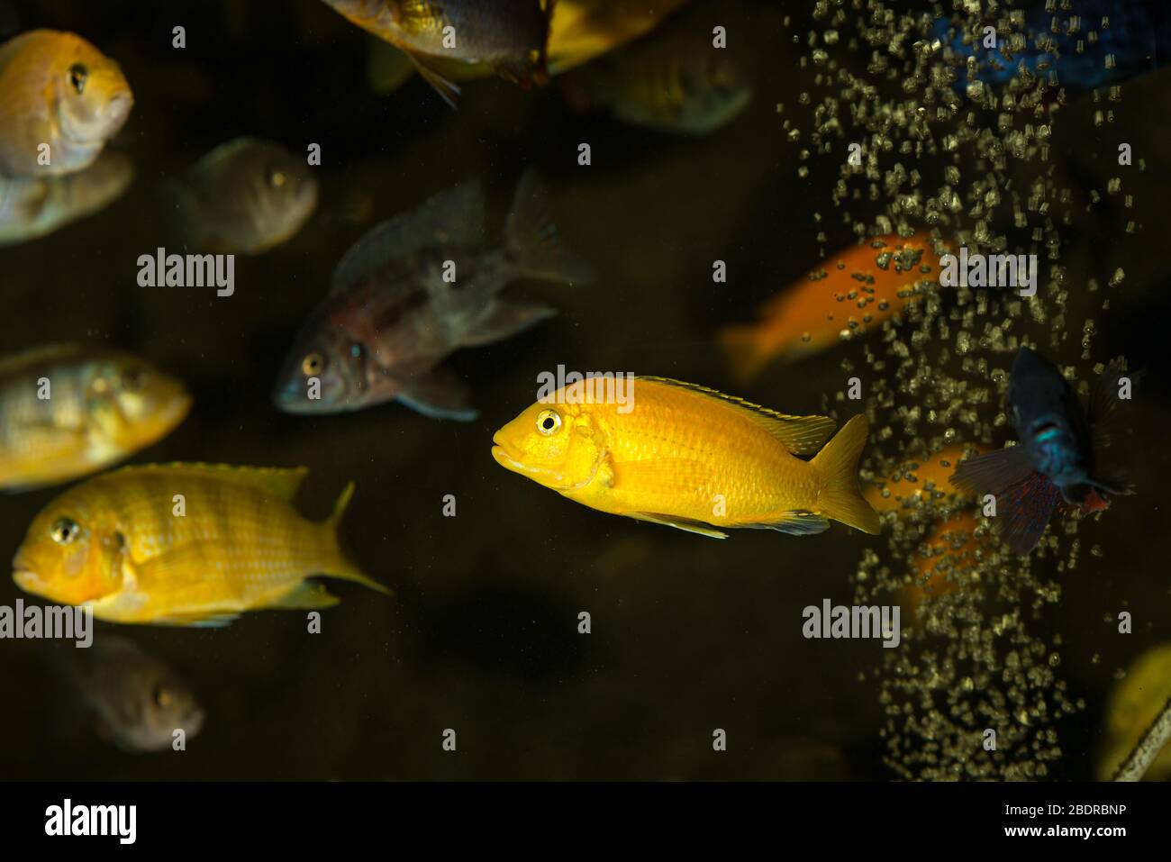 Lombardoi and african cichlids swimming in aquarium Stock Photo