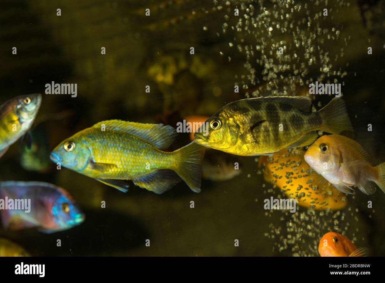 Beautiful african cichlids swimming in aquarium Stock Photo