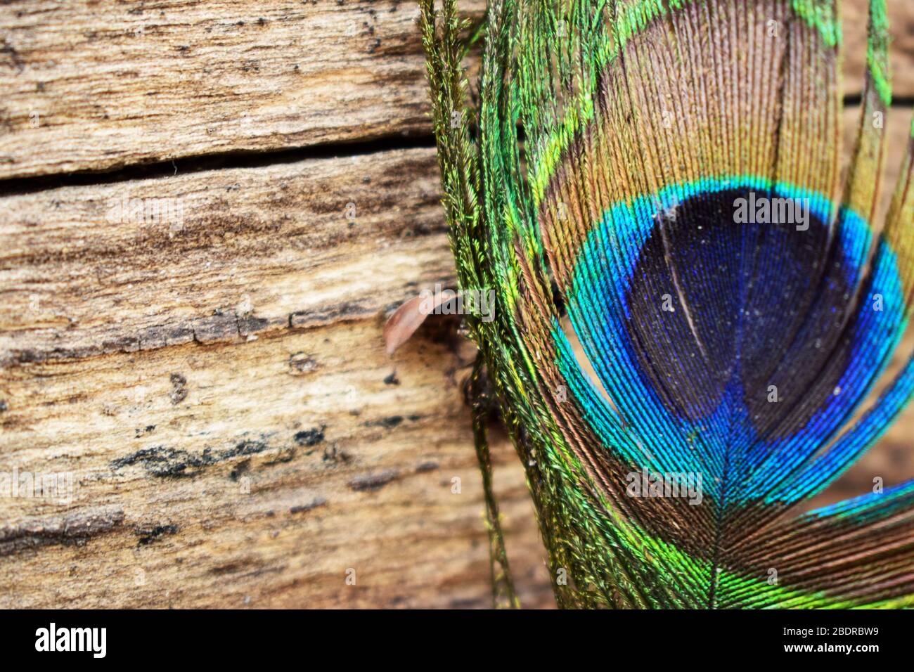 peacock Wing pattern Texture Close-up background Macro Stock Photography Image Stock Photo