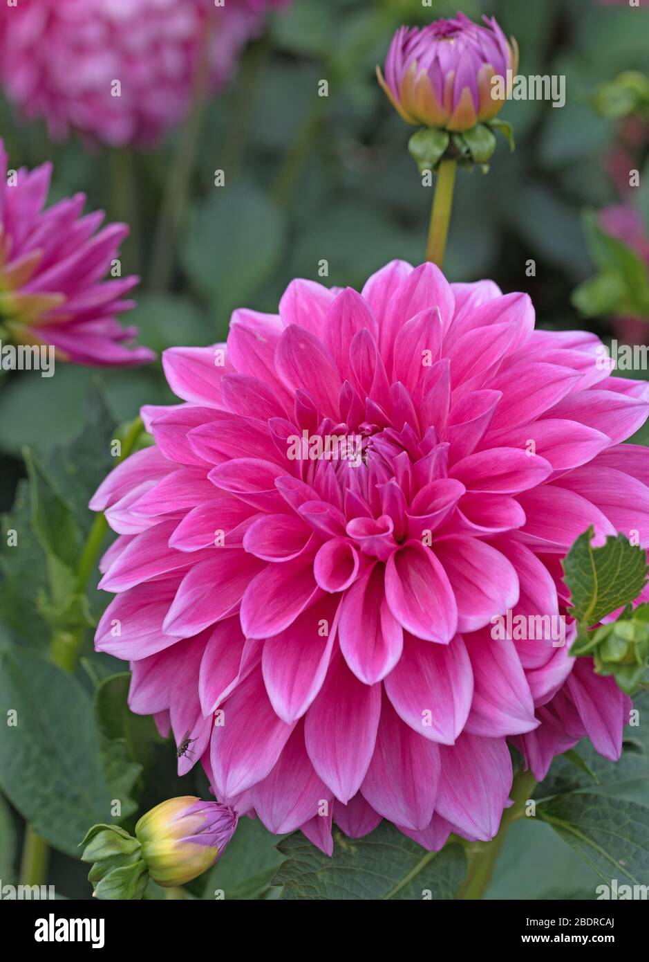 Garden dahlias hi-res stock photography and images - Alamy